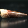 Spinosaurus aegyptiacus diente fosil