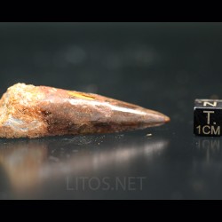 Spinosaurus aegyptiacus diente fosil