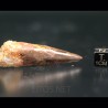 Spinosaurus aegyptiacus diente fosil
