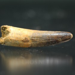 Spinosaurus aegyptiacus diente fosil