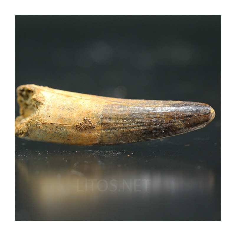 Spinosaurus aegyptiacus diente fosil
