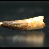 Spinosaurus aegyptiacus diente fosil