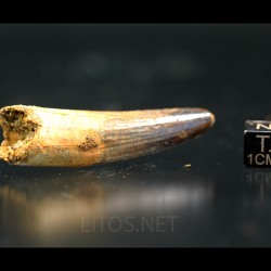 Spinosaurus aegyptiacus diente fosil