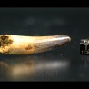 Spinosaurus aegyptiacus diente fosil