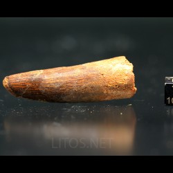 Spinosaurus aegyptiacus diente fosil