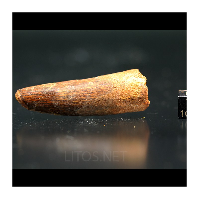 Spinosaurus aegyptiacus diente fosil