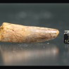 Spinosaurus aegyptiacus diente fosil