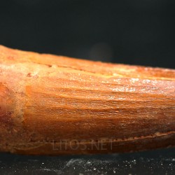 Spinosaurus aegyptiacus diente fosil