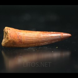 Spinosaurus aegyptiacus diente fosil