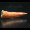 Spinosaurus aegyptiacus diente fosil