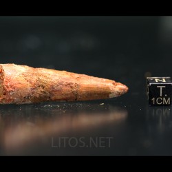Spinosaurus aegyptiacus diente fosil