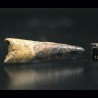 Spinosaurus aegyptiacus diente fosil