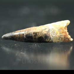 Spinosaurus aegyptiacus diente fosil