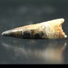 Spinosaurus aegyptiacus diente fosil