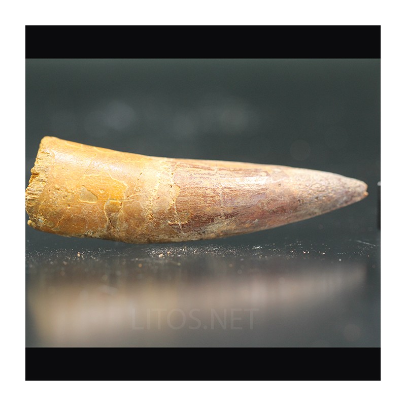 Spinosaurus aegyptiacus diente fosil