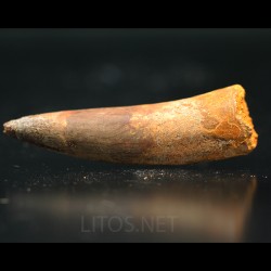 Spinosaurus aegyptiacus diente fosil
