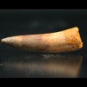 Spinosaurus aegyptiacus diente fosil