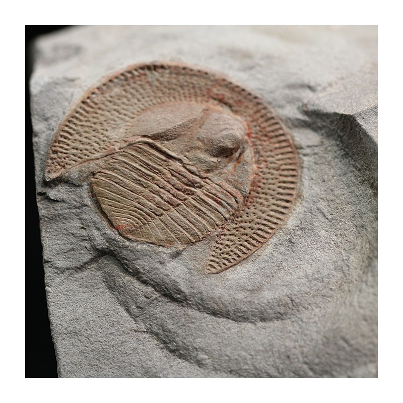 Declivolithus