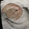 Declivolithus