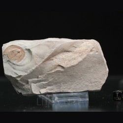 Declivolithus
