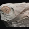 Declivolithus