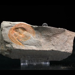 Declivolithus