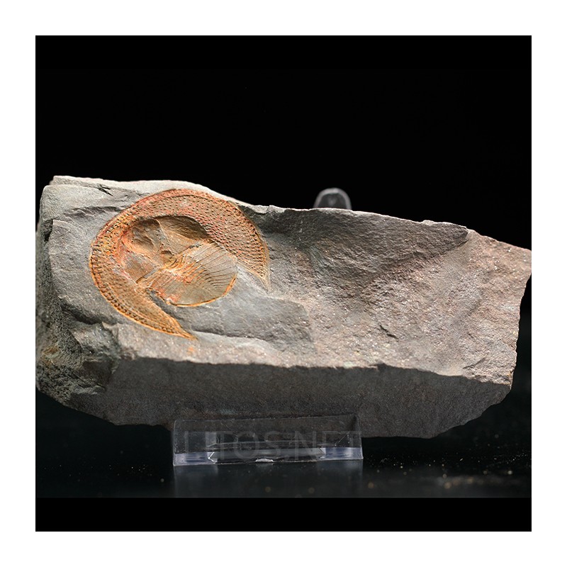 Declivolithus