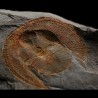 Declivolithus