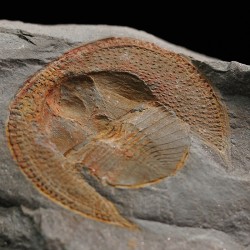 Declivolithus