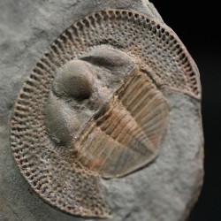 Declivolithus