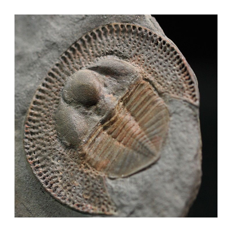 Declivolithus