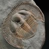 Declivolithus