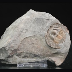 Declivolithus