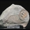 Declivolithus