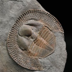 Declivolithus