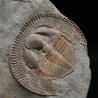 Declivolithus