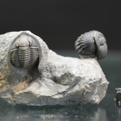 Diademaproetus antatlasius + morocops s.p.