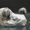Diademaproetus antatlasius + morocops s.p.