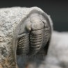 Diademaproetus antatlasius + morocops s.p.