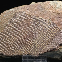 Graptolito Araneograptus