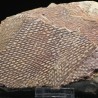 Graptolito Araneograptus