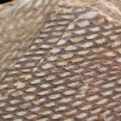 Graptolito Araneograptus