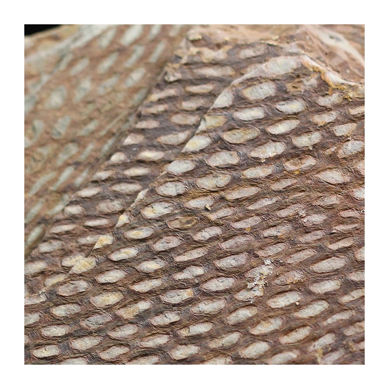 Graptolito Araneograptus