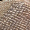 Graptolito Araneograptus