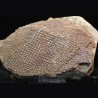 Graptolito Araneograptus