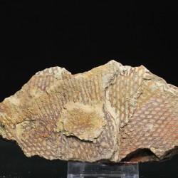 Graptolito Araneograptus