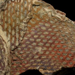 Graptolito Araneograptus