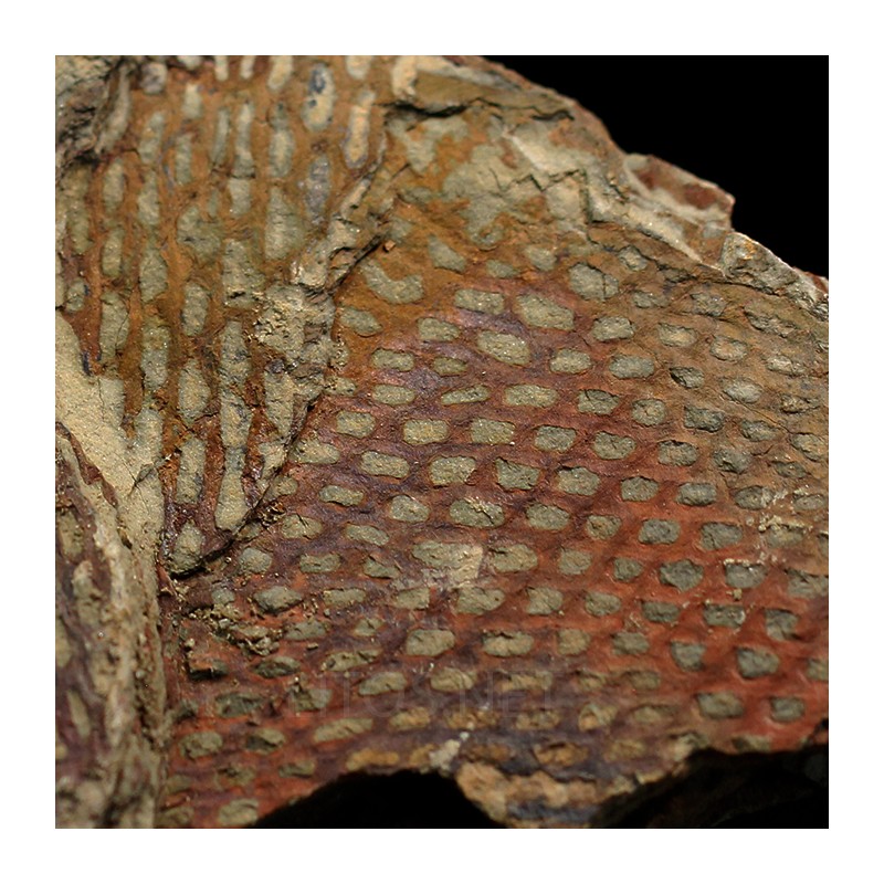 Graptolito Araneograptus