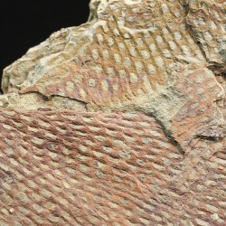 Graptolito Araneograptus
