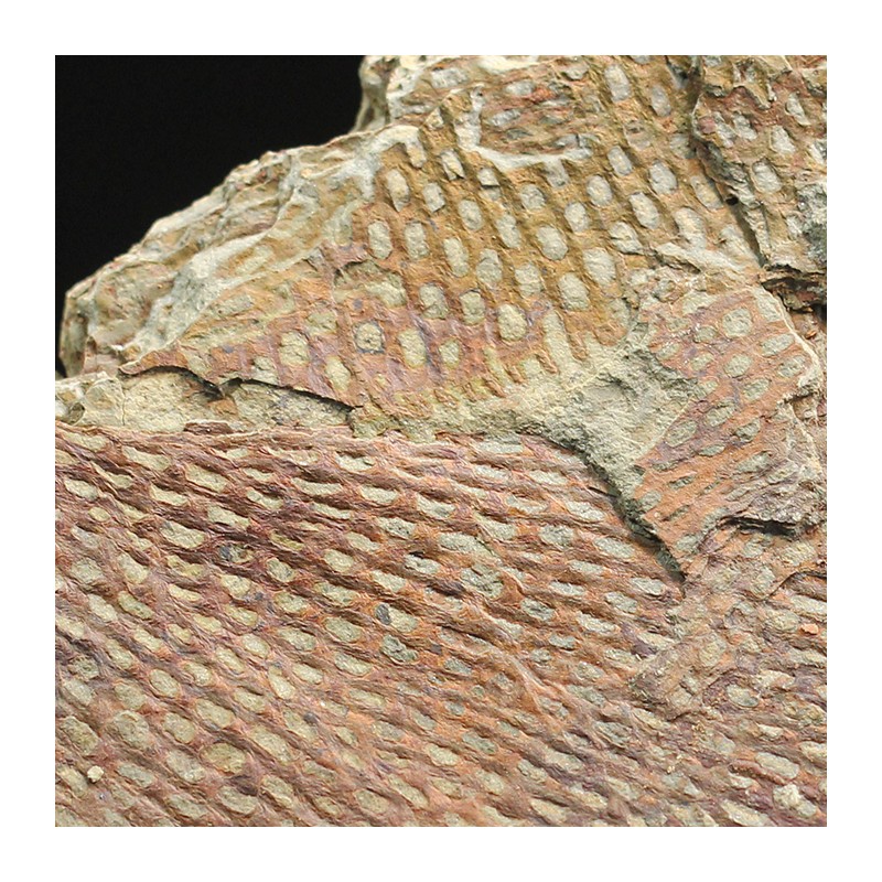 Graptolito Araneograptus